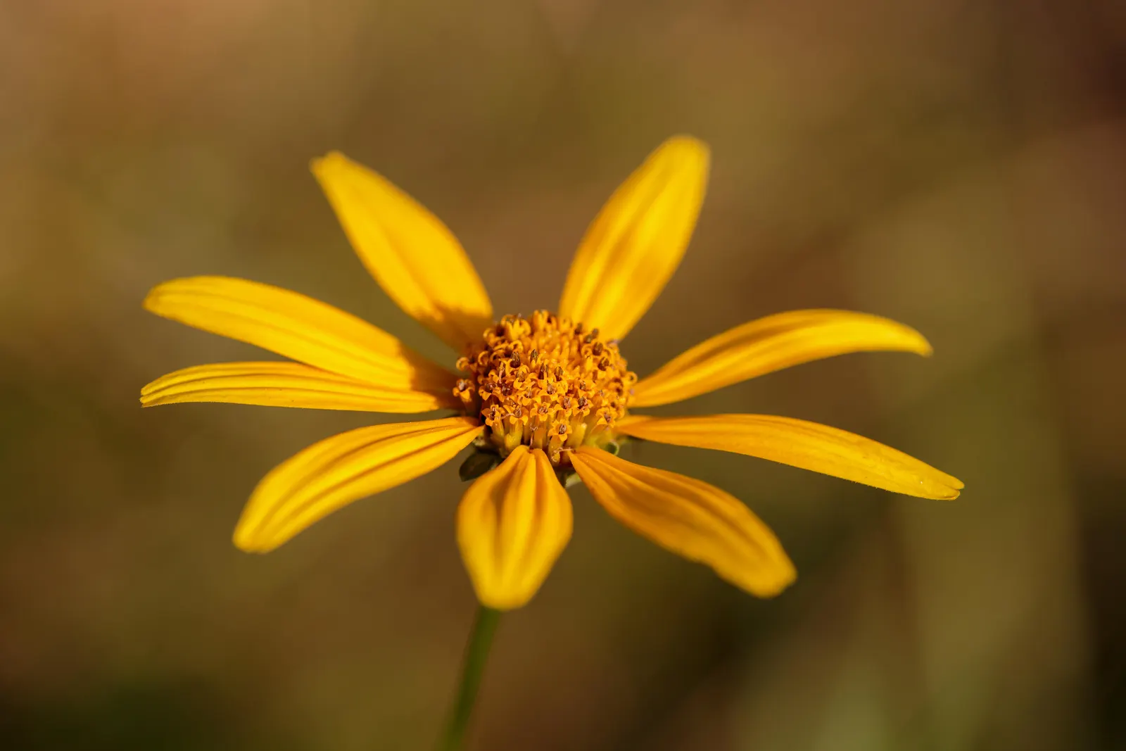 Woodland Sunflower (Helianthus Divaricata) — each flower spans approximately 2 to 3 inches across