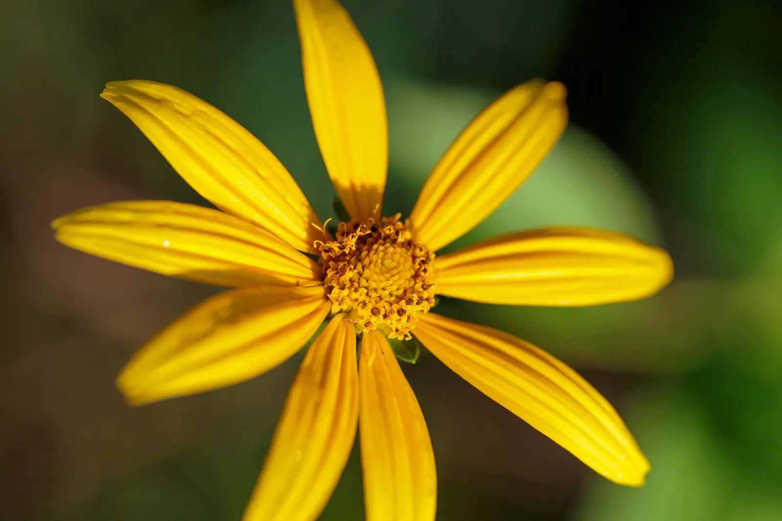 Woodland Sunflower (Helianthus Divaricata) — this species can reach heights of 3 to 6 feet with a spread of 1.5 to 2.5 feet