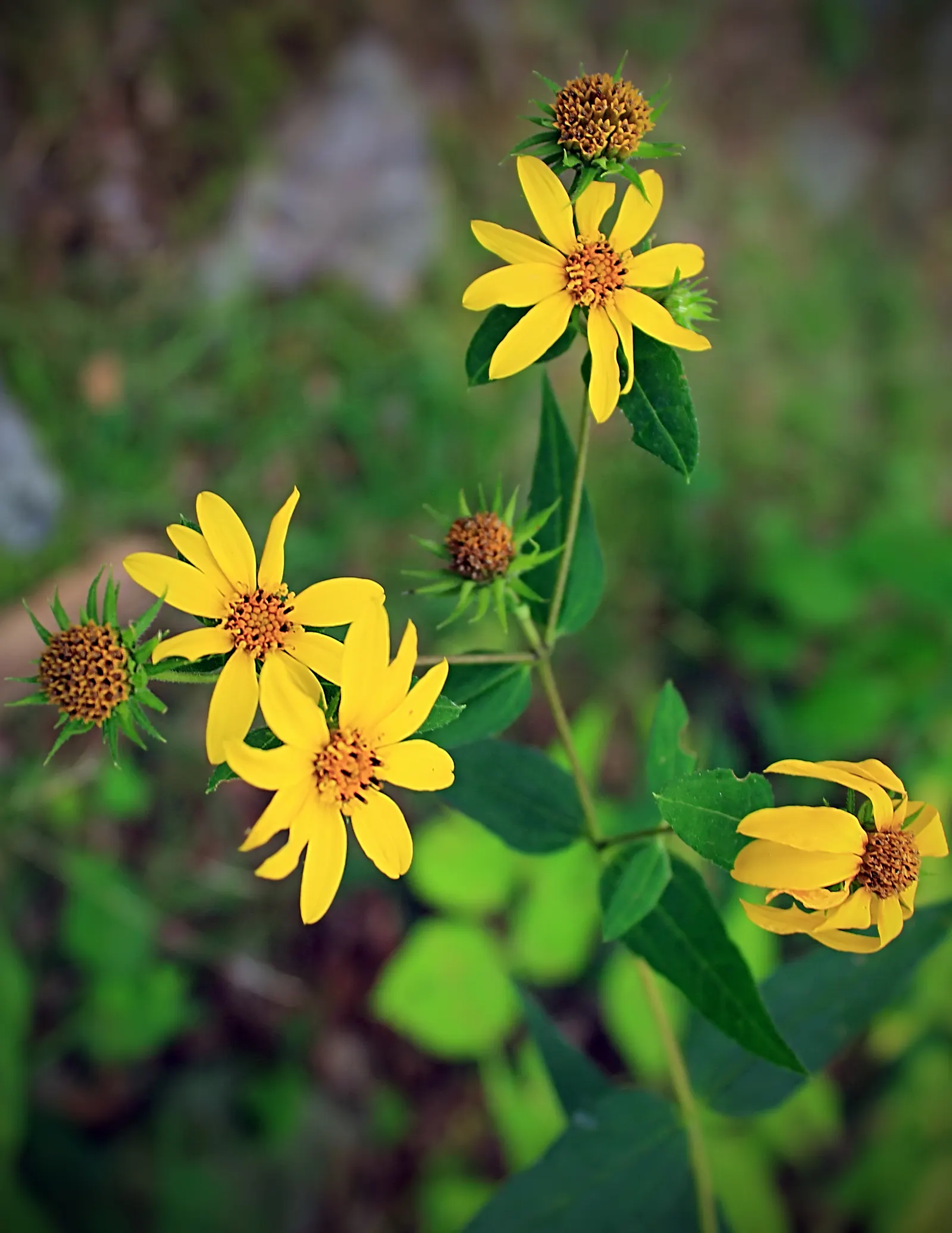 Woodland Sunflower (Helianthus Divaricata) — is a perennial native to North America with robust growth up to 6 feet tall; adaptable to a variety of soil types