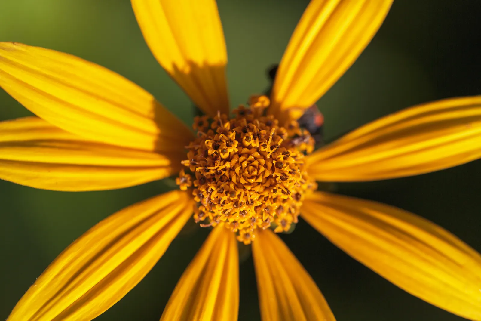 Woodland Sunflower (Helianthus Divaricata) — Naturally occurring in open woods and forest clearings