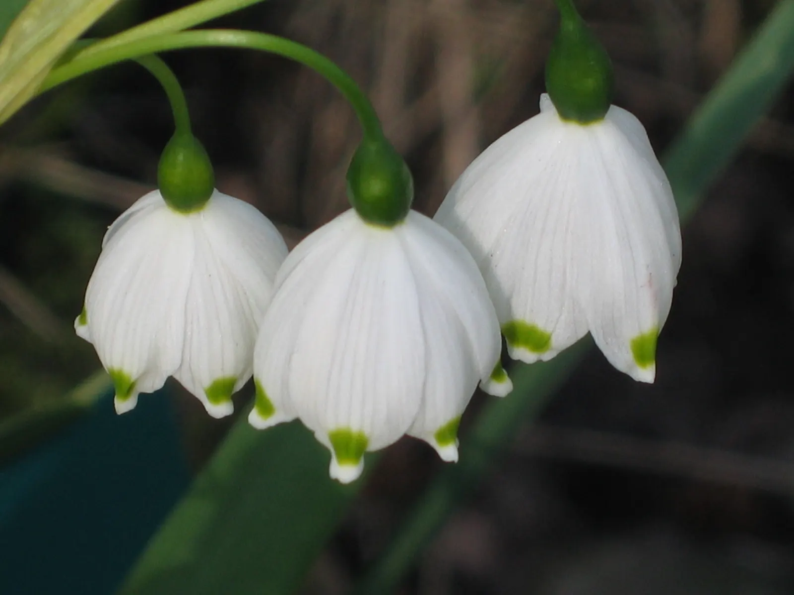 Giant Snowflake Lilly (Leucojum Aestivum 'Gravetye Giant') — bell-shaped white blossoms