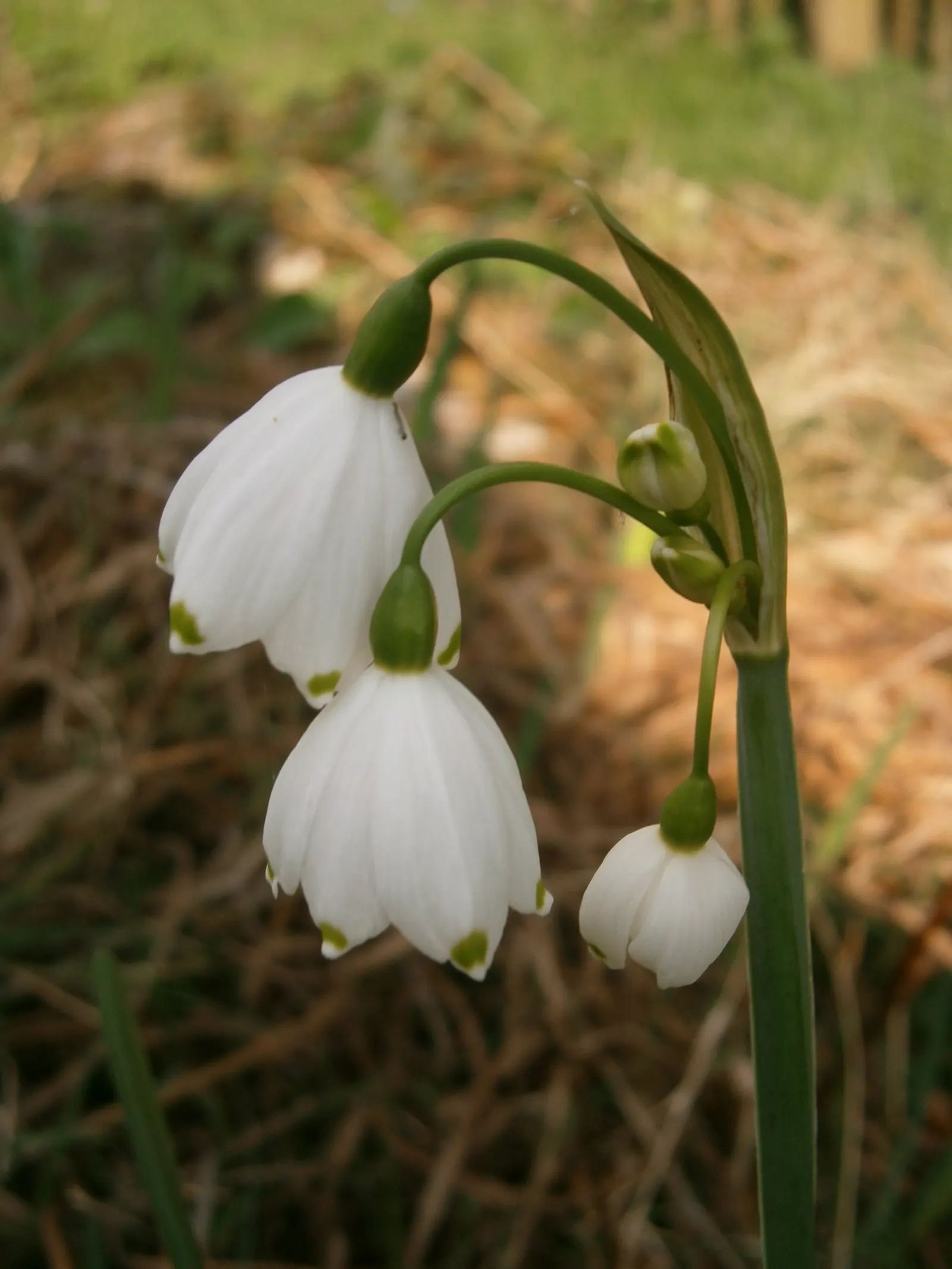 Giant Snowflake Lilly (Leucojum Aestivum 'Gravetye Giant') — also known as the Giant Snowflake Lily