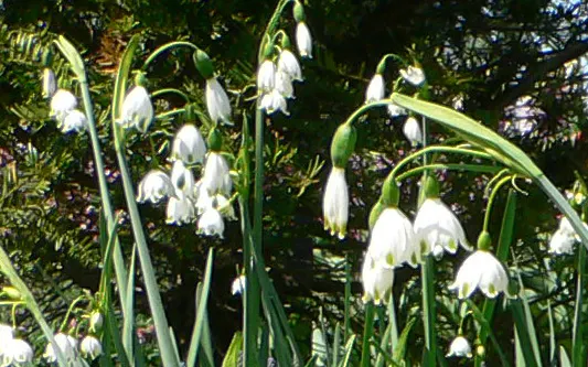 Giant Snowflake Lilly (Leucojum Aestivum 'Gravetye Giant') — each petal displaying a distinctive green dot
