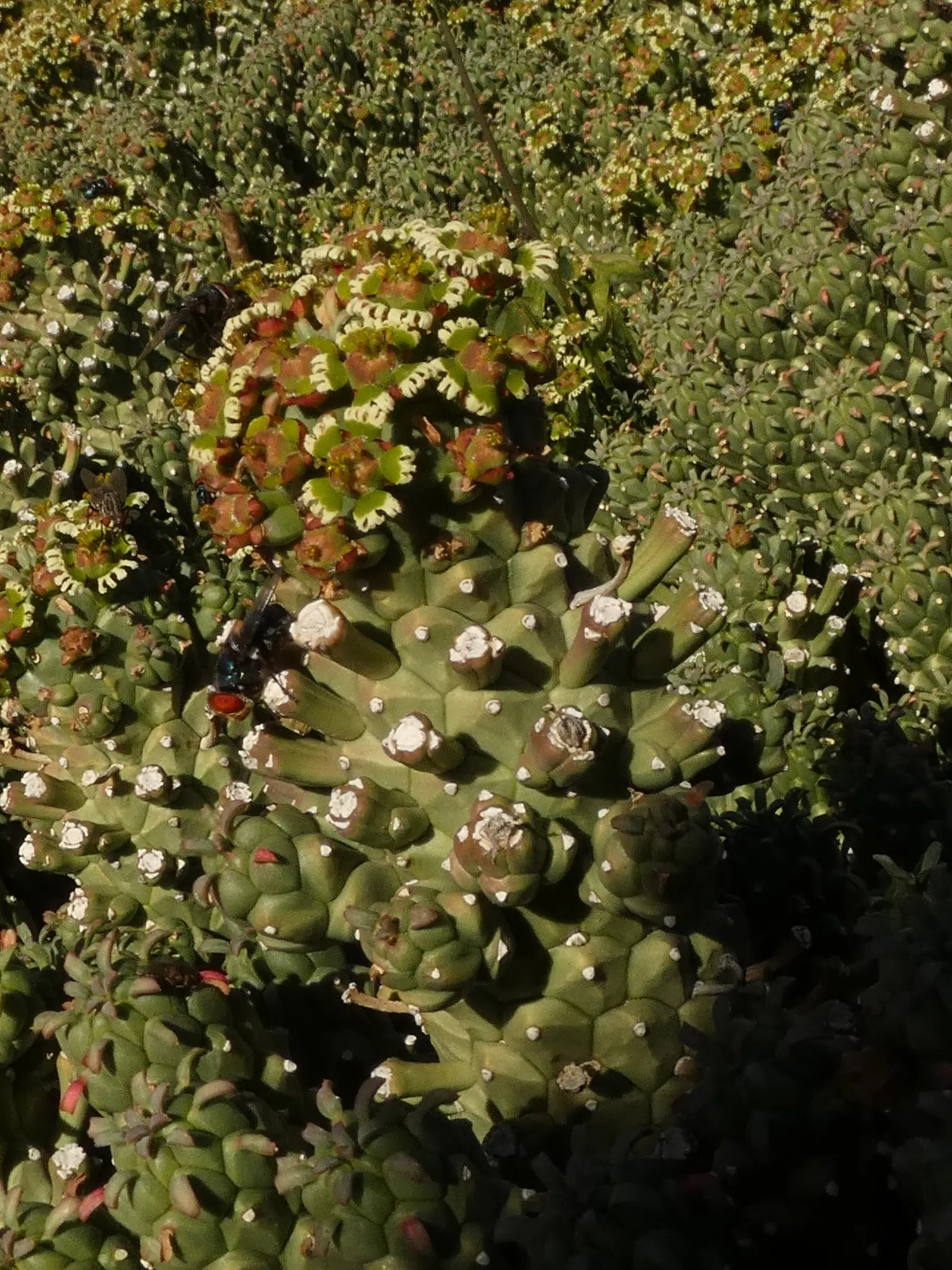 Medusa's Head (Euphorbia Flanaganii) — and can reach up to 12 inches across; with its striking form and ease of care, image 62