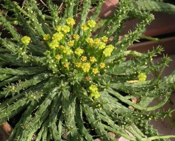 Medusa's Head (Euphorbia Flanaganii) — so gloves should be worn when handling it