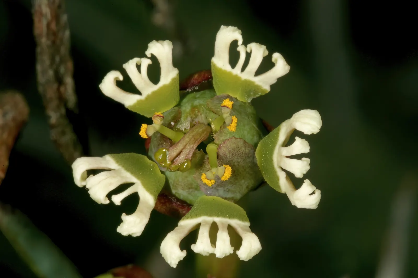 Medusa's Head (Euphorbia Flanaganii) — resembling the mythological Gorgon's hair