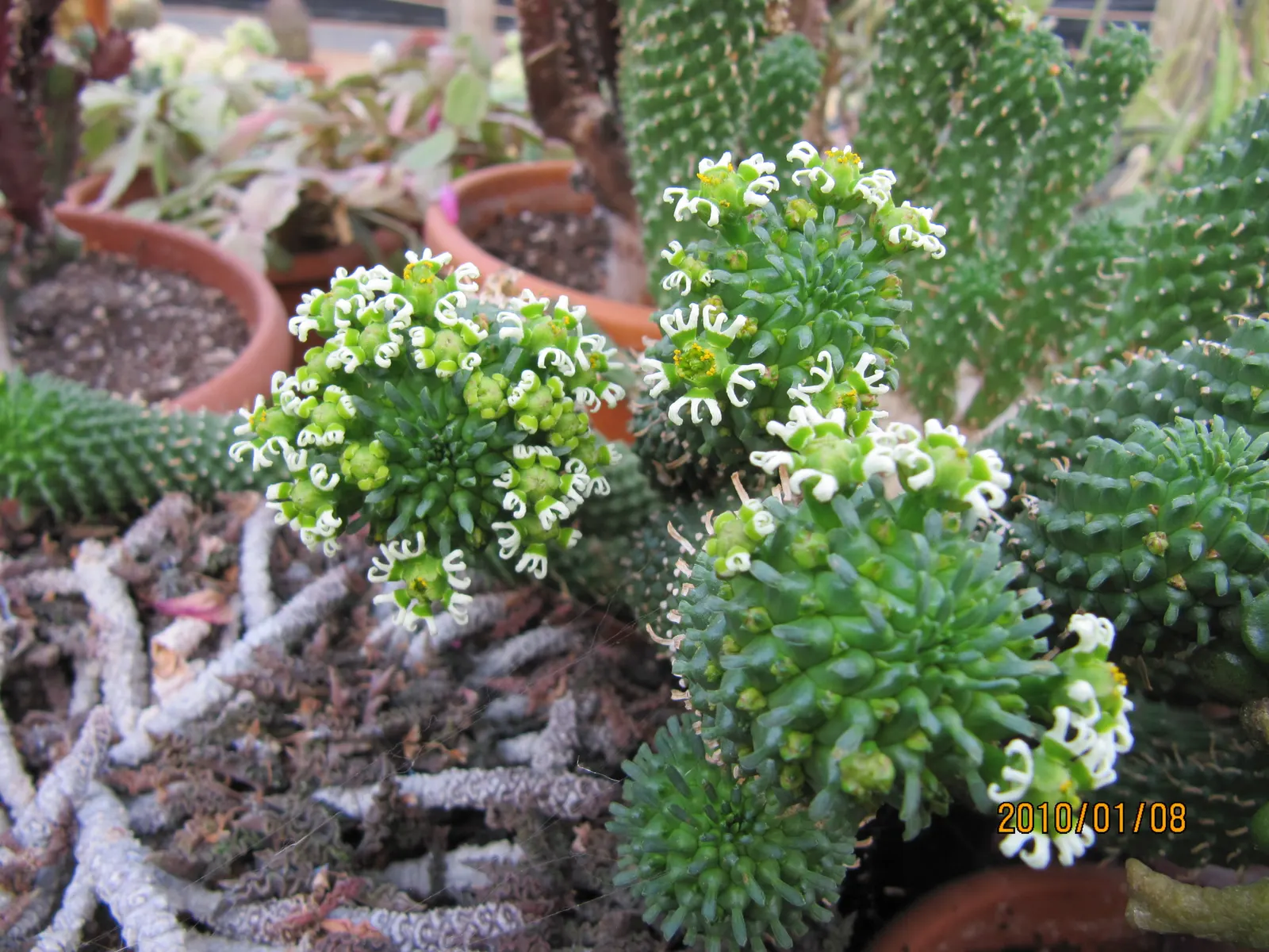 Medusa's Head (Euphorbia Flanaganii) — It is perfect for rock gardens