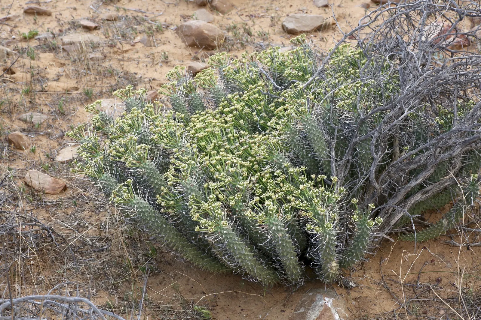 Medusa's Head (Euphorbia Flanaganii) — Medusa's Head is optimally suited for USDA hardiness zones 9 to 11; intriguingly nicknamed Medusa's Head