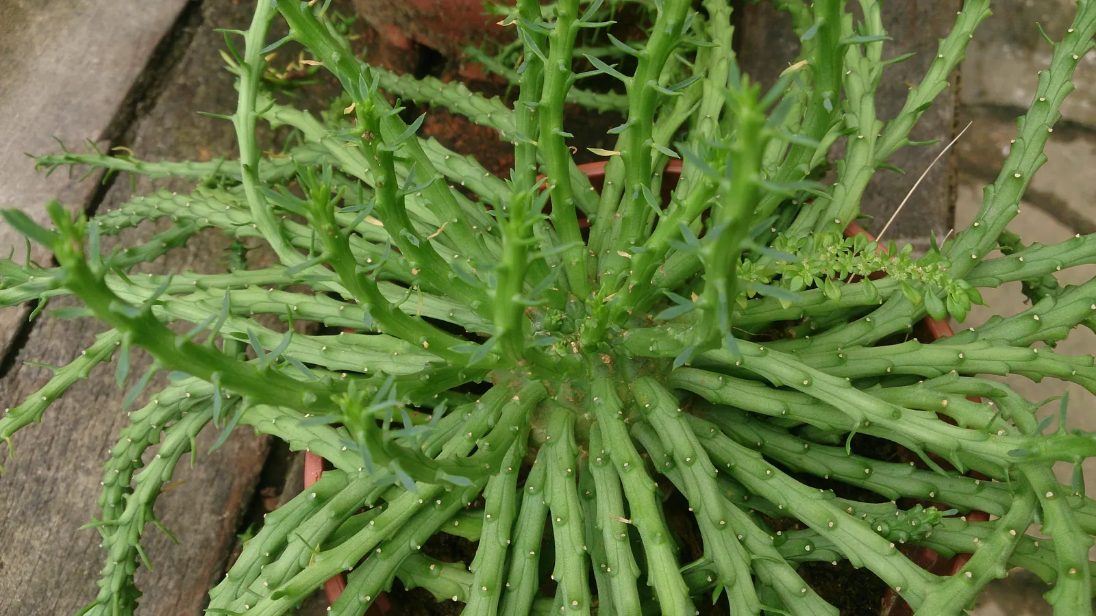 Medusa's Head (Euphorbia Flanaganii) — it may produce small greenish-yellow flowers at the tips of its arms