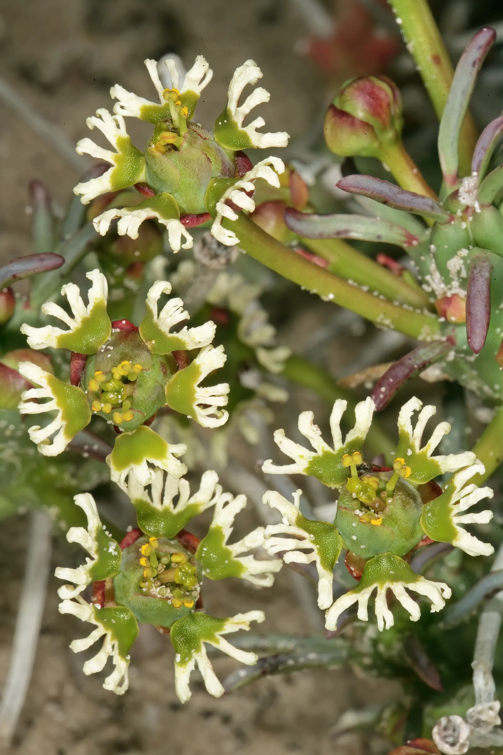 Medusa's Head (Euphorbia Flanaganii) — Euphorbia flanaganii, commonly known as Medusa's Head, is a unique evergreen succulent