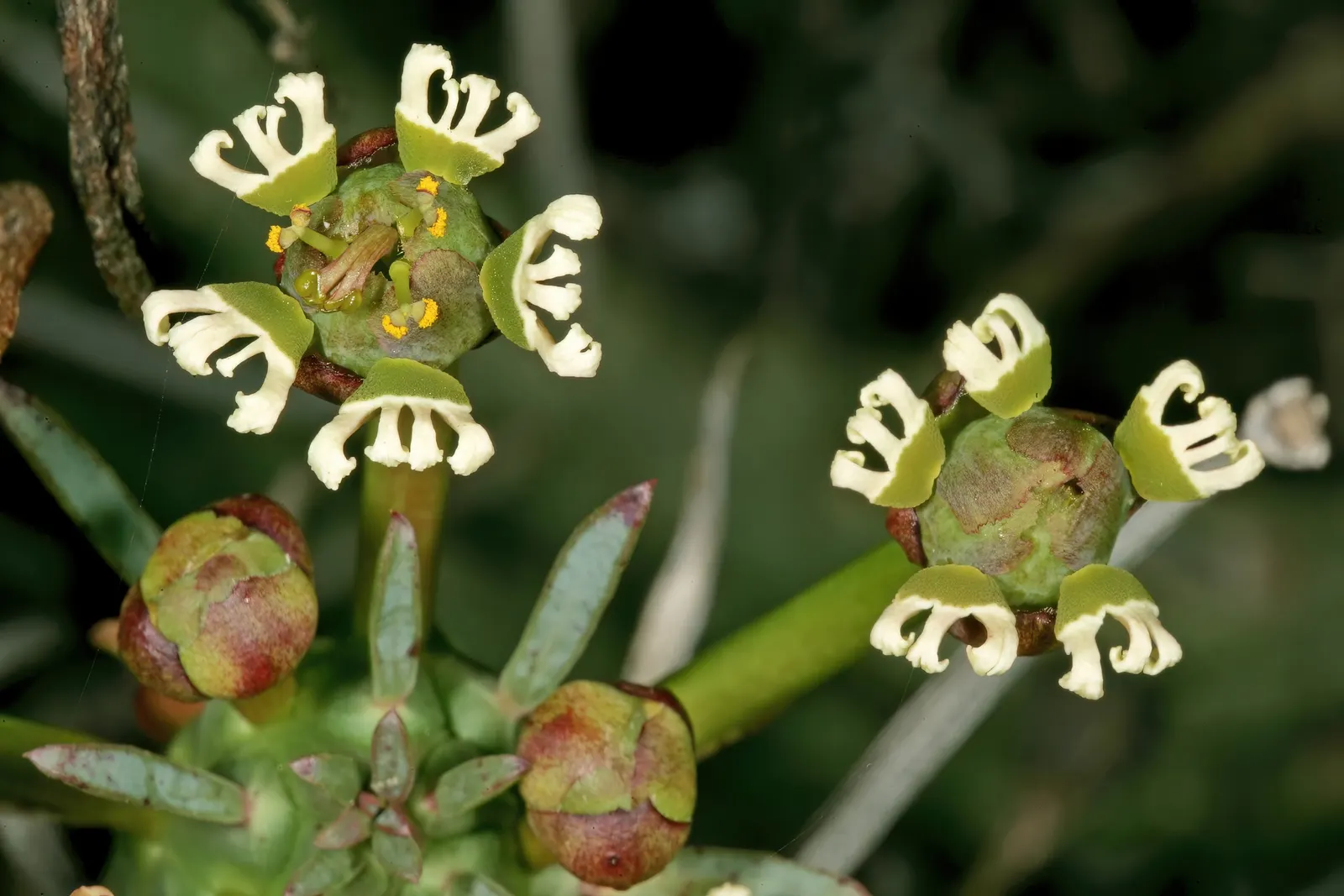 Medusa's Head (Euphorbia Flanaganii) — Thriving in USDA zones 9-11, it requires well-drained soil with full to partial sun exposure; typically 2 to, image 64