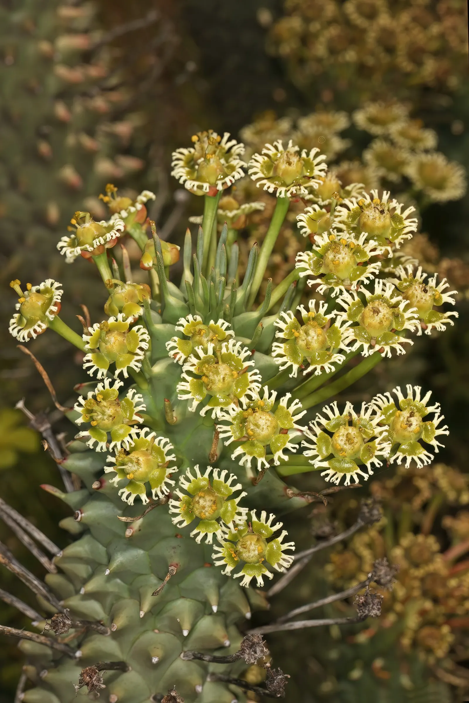 Medusa's Head (Euphorbia Flanaganii) — Thriving in USDA zones 9-11, it requires well-drained soil with full to partial sun exposure