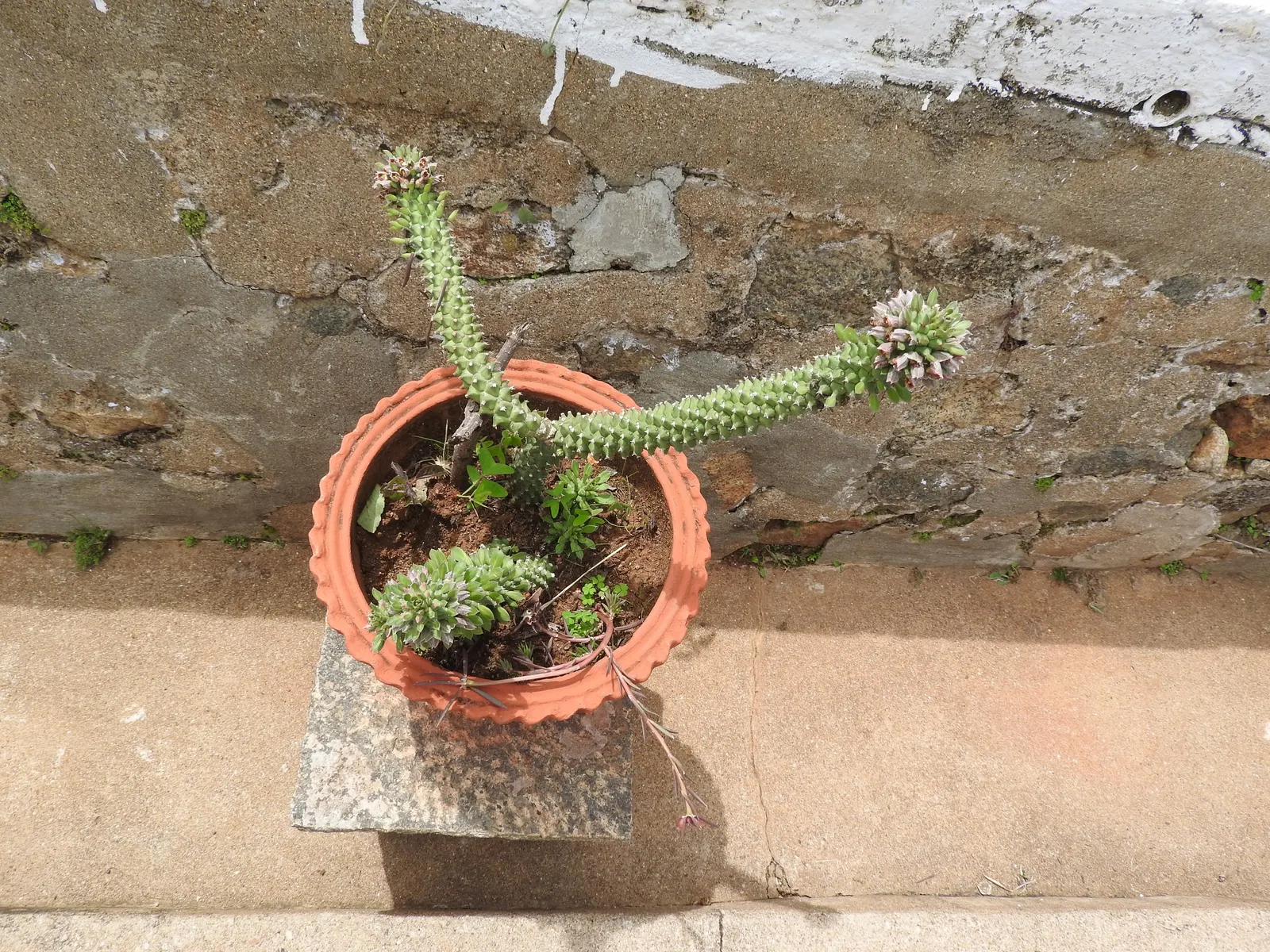 Medusa's Head (Euphorbia Flanaganii) — Euphorbia flanaganii, commonly known as Medusa's Head, is a unique evergreen succulent; and can reach up to 12 inches