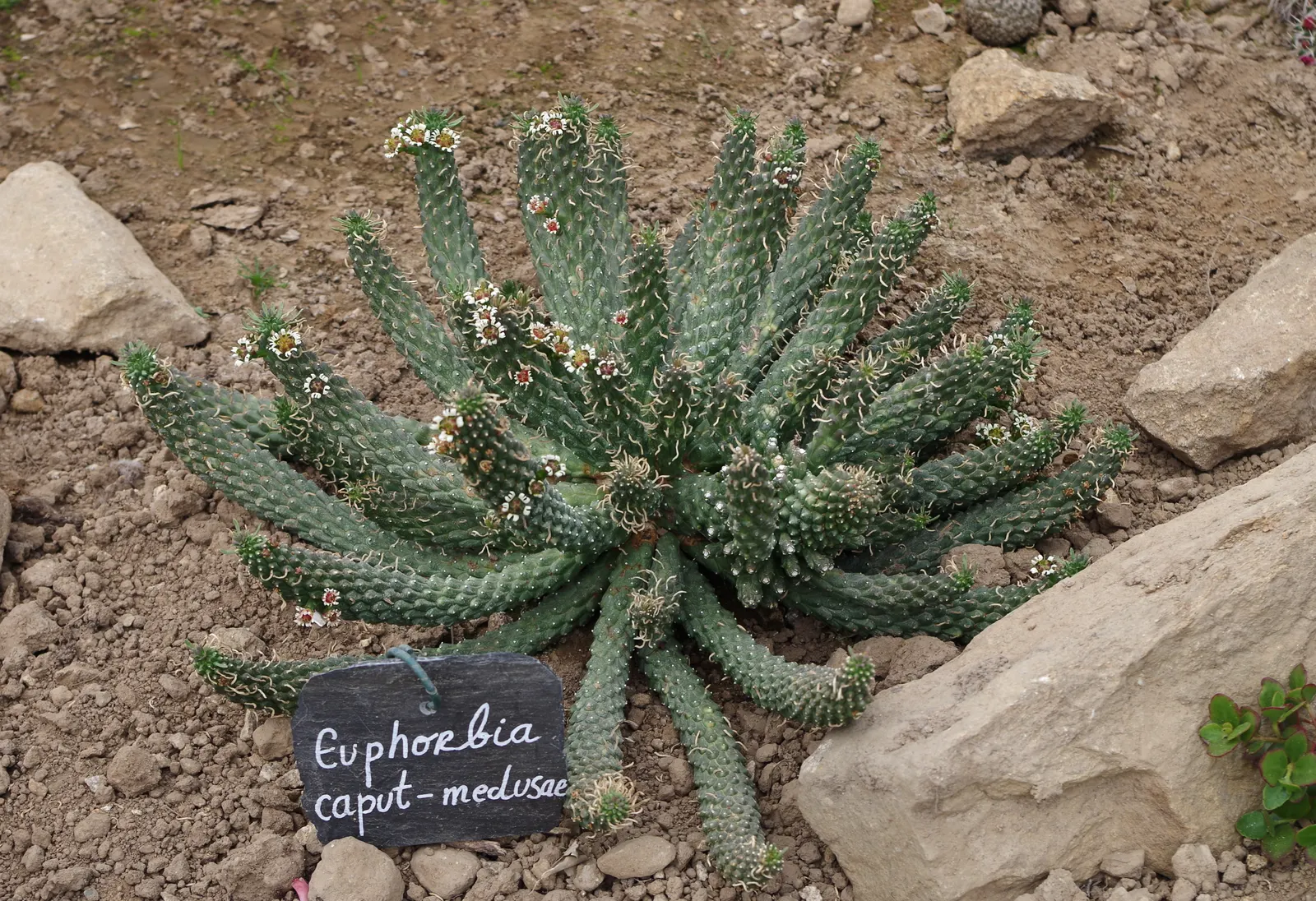 Medusa's Head (Euphorbia Flanaganii) — Handle with care, as its sap can be irritating to skin