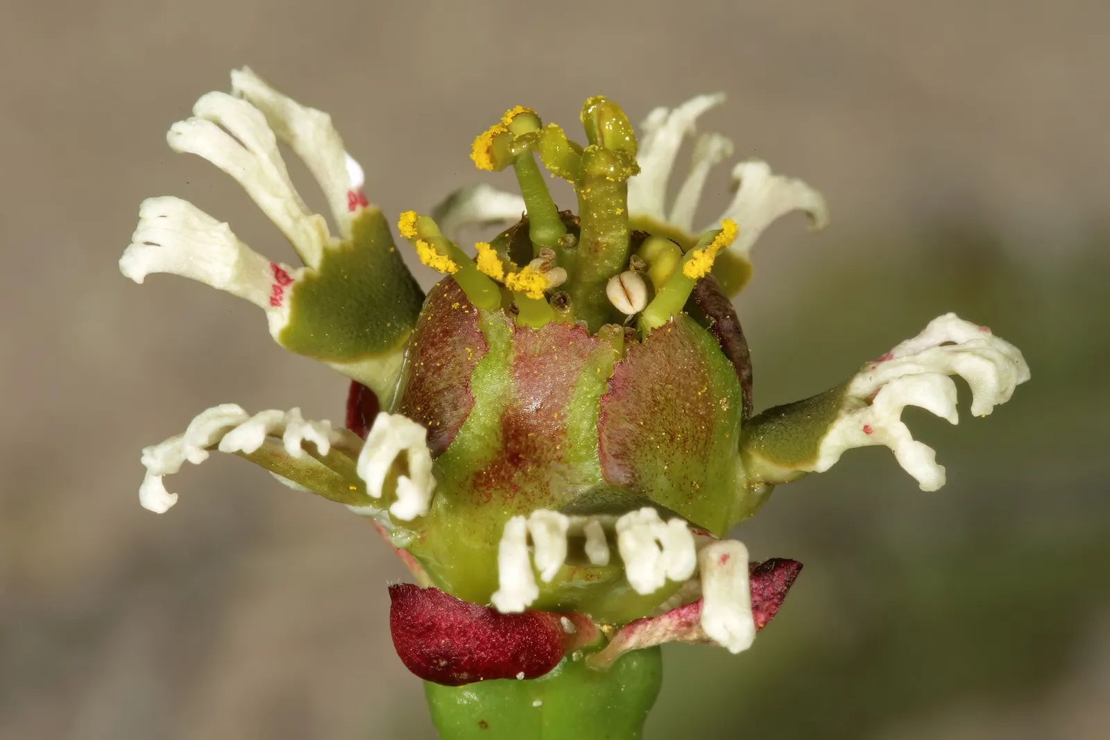 Medusa's Head (Euphorbia Flanaganii) — reaching lengths of up to 18 inches