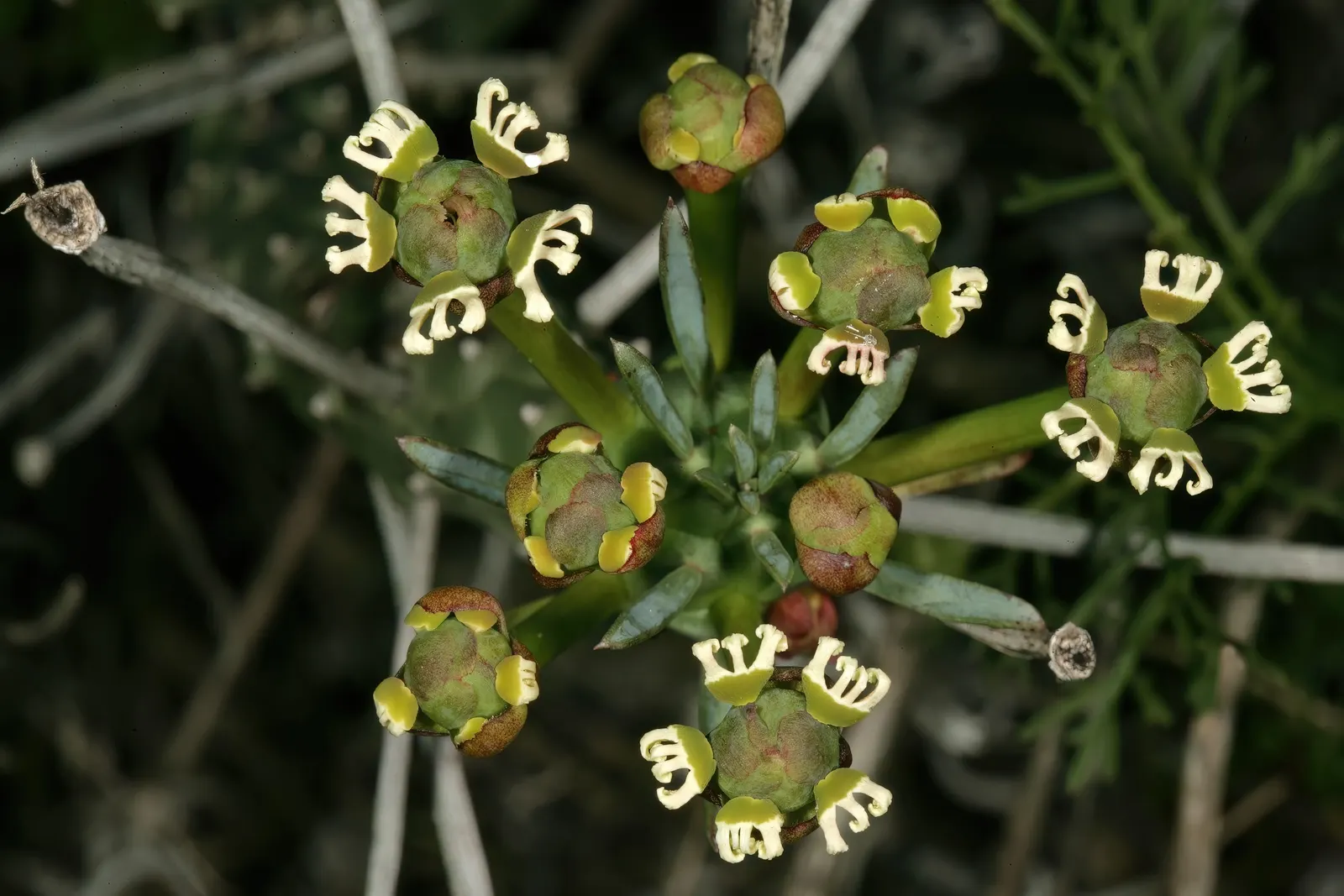 Medusa's Head (Euphorbia Flanaganii) — green arms radiate outward
