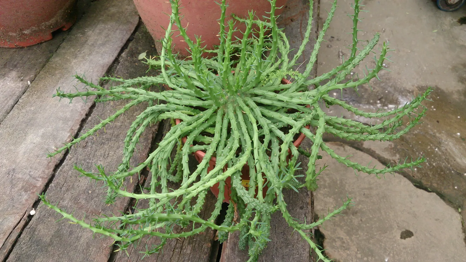 Medusa's Head (Euphorbia Flanaganii) — With its striking form and ease of care
