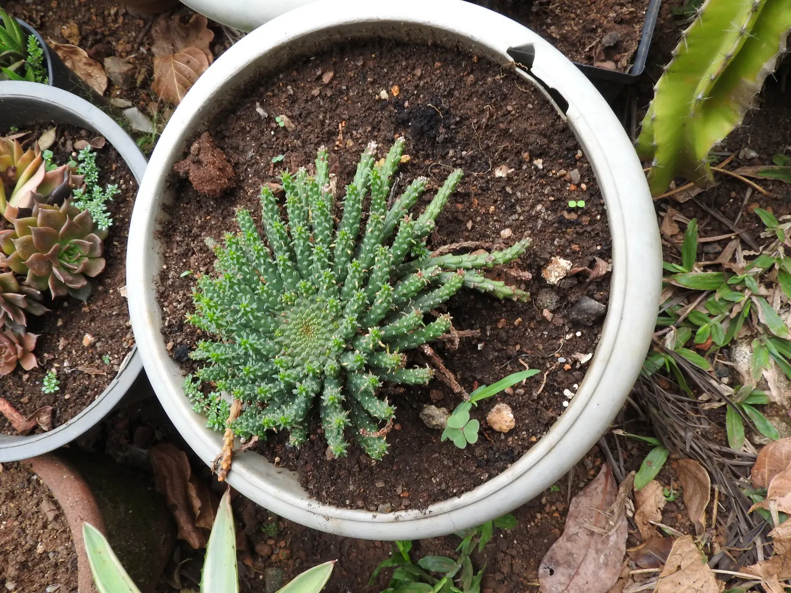 Medusa's Head (Euphorbia Flanaganii) — It requires a well-draining soil medium to prevent root rot and prefers sparse watering; it is vital to note that the