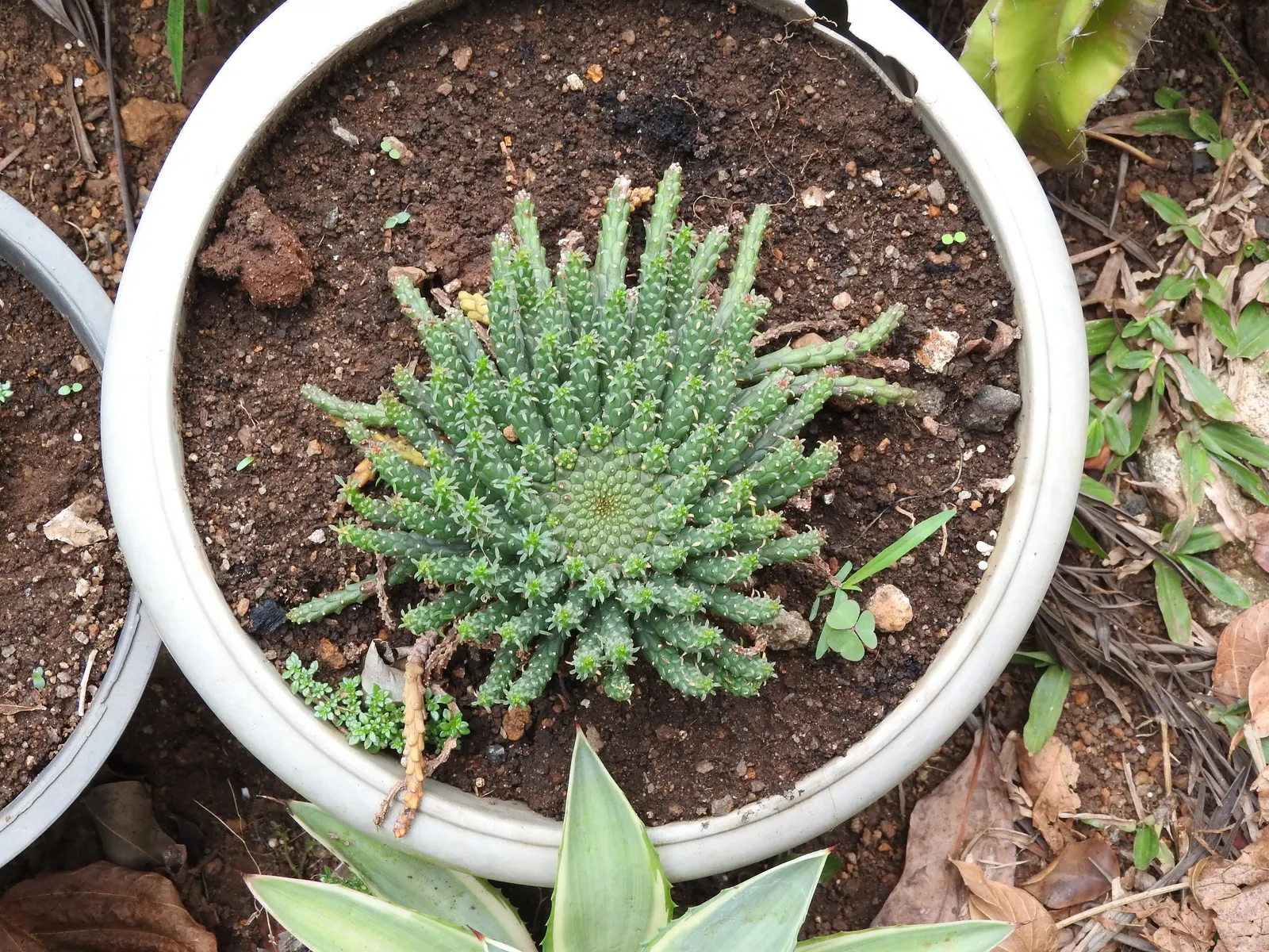 Medusa's Head (Euphorbia Flanaganii) — and it should be placed away from high-traffic areas