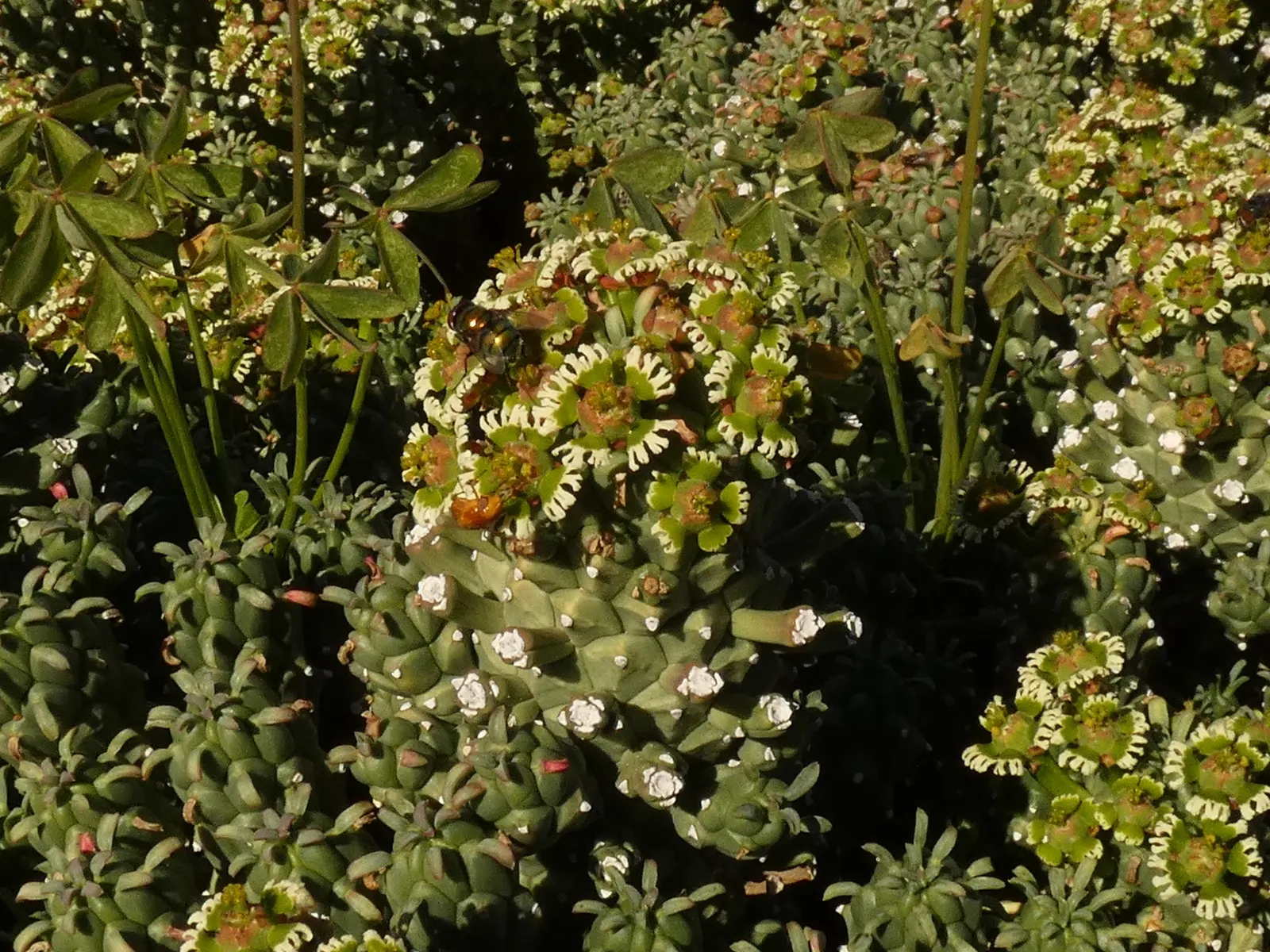 Medusa's Head (Euphorbia Flanaganii) — This perennial plant features a central; serpentine stems radiate from a central caudex