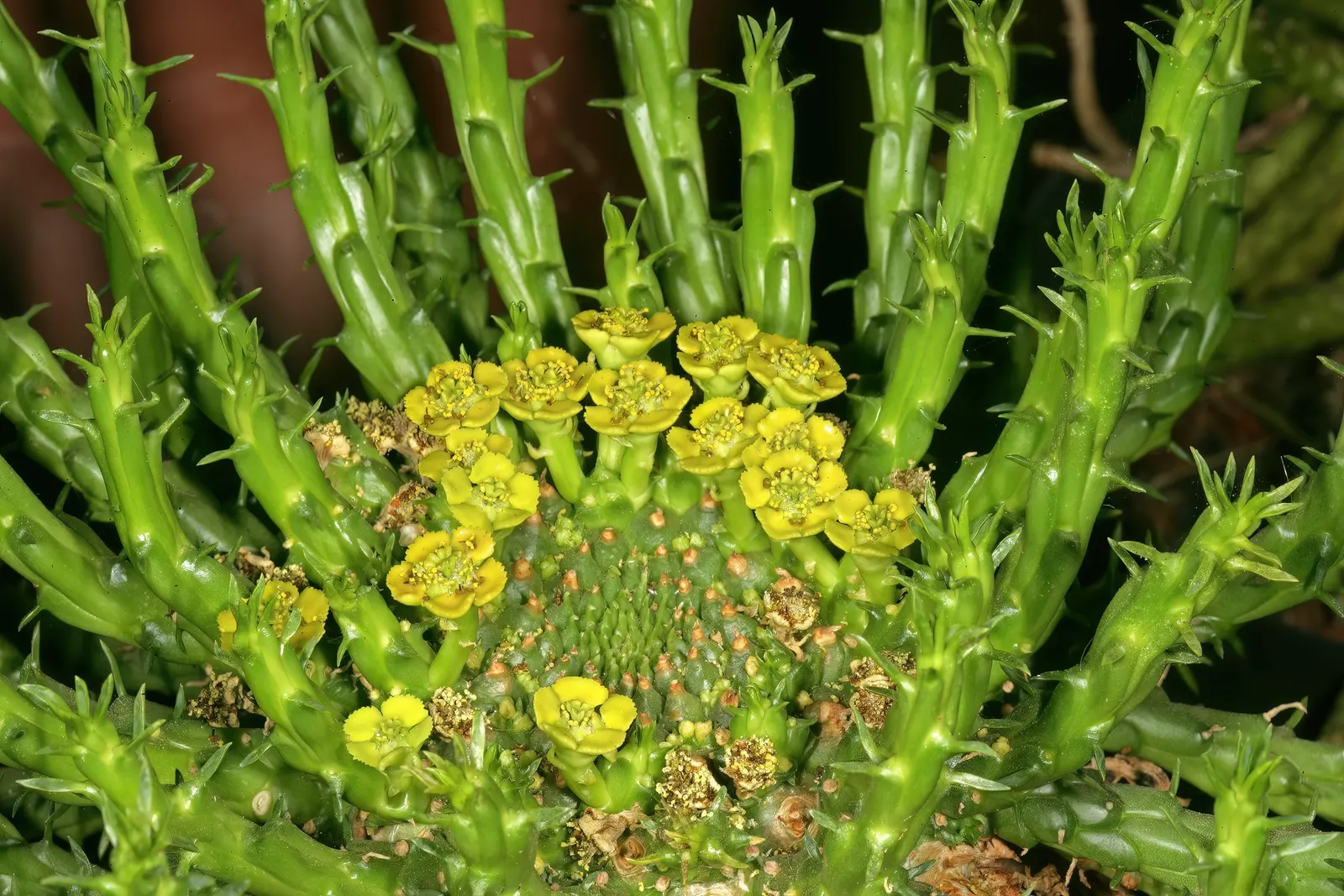 Medusa's Head (Euphorbia Flanaganii) — green arms radiate outward; so gloves should be worn when handling it, image 70