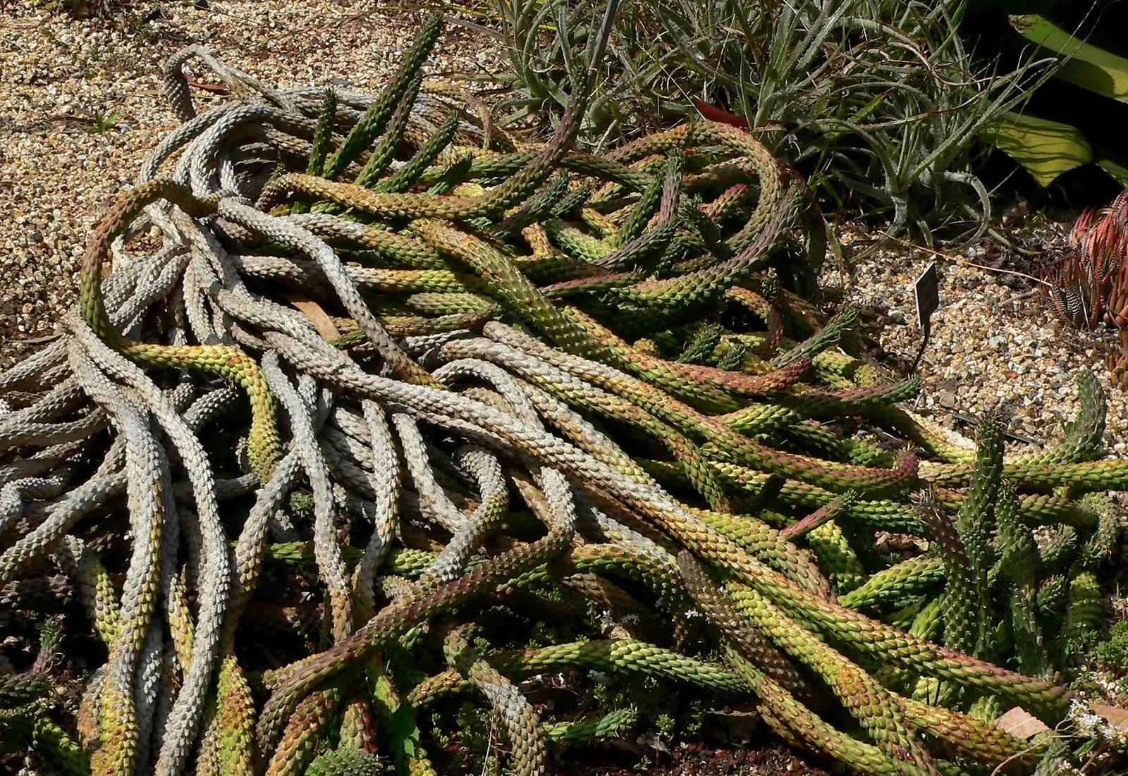 Medusa's Head (Euphorbia Flanaganii) — thriving best in full sun to partial shade