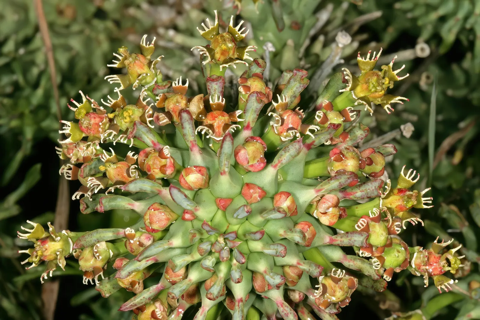 Medusa's Head (Euphorbia Flanaganii) — and can reach up to 12 inches across