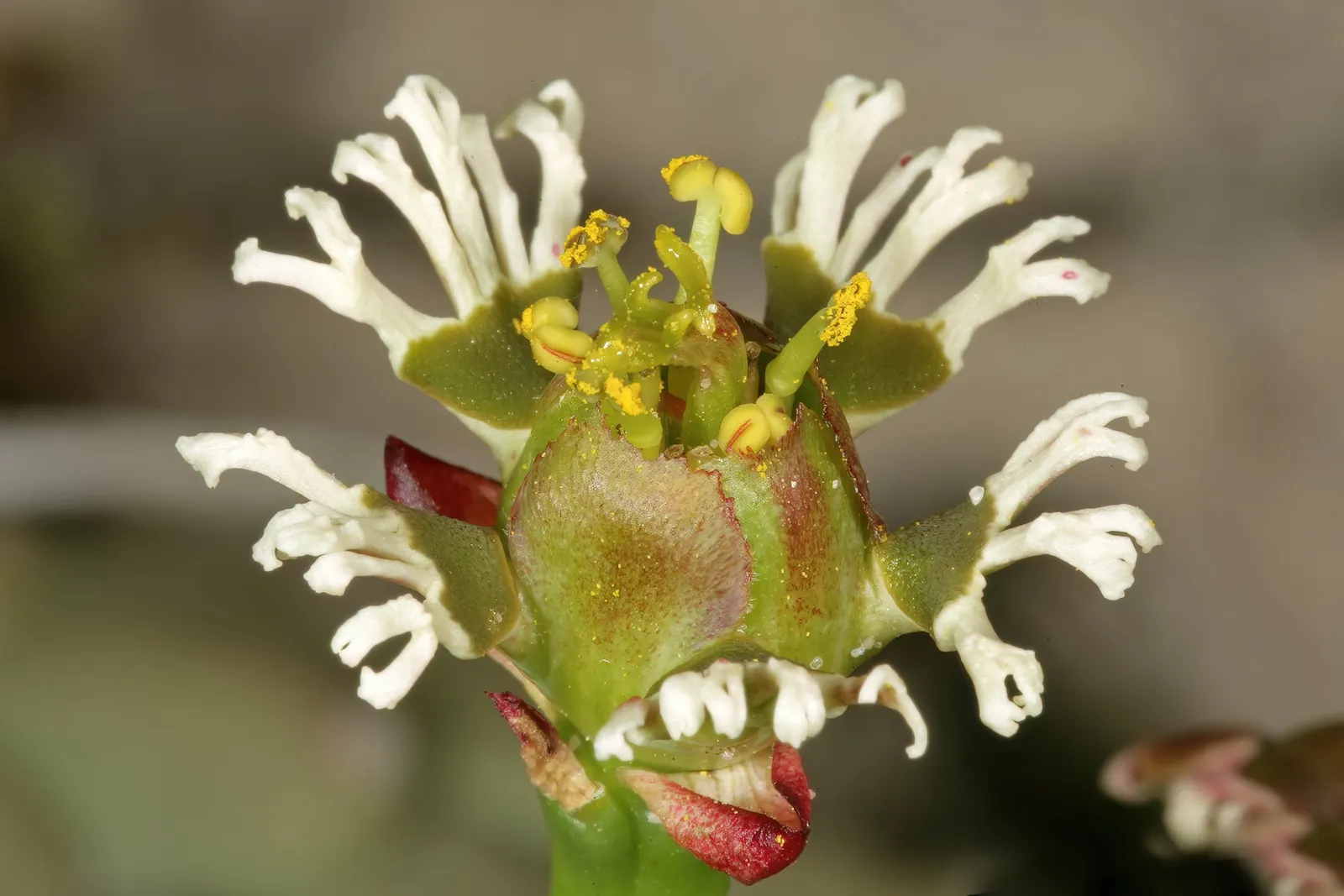Medusa's Head (Euphorbia Flanaganii) — from which numerous slender