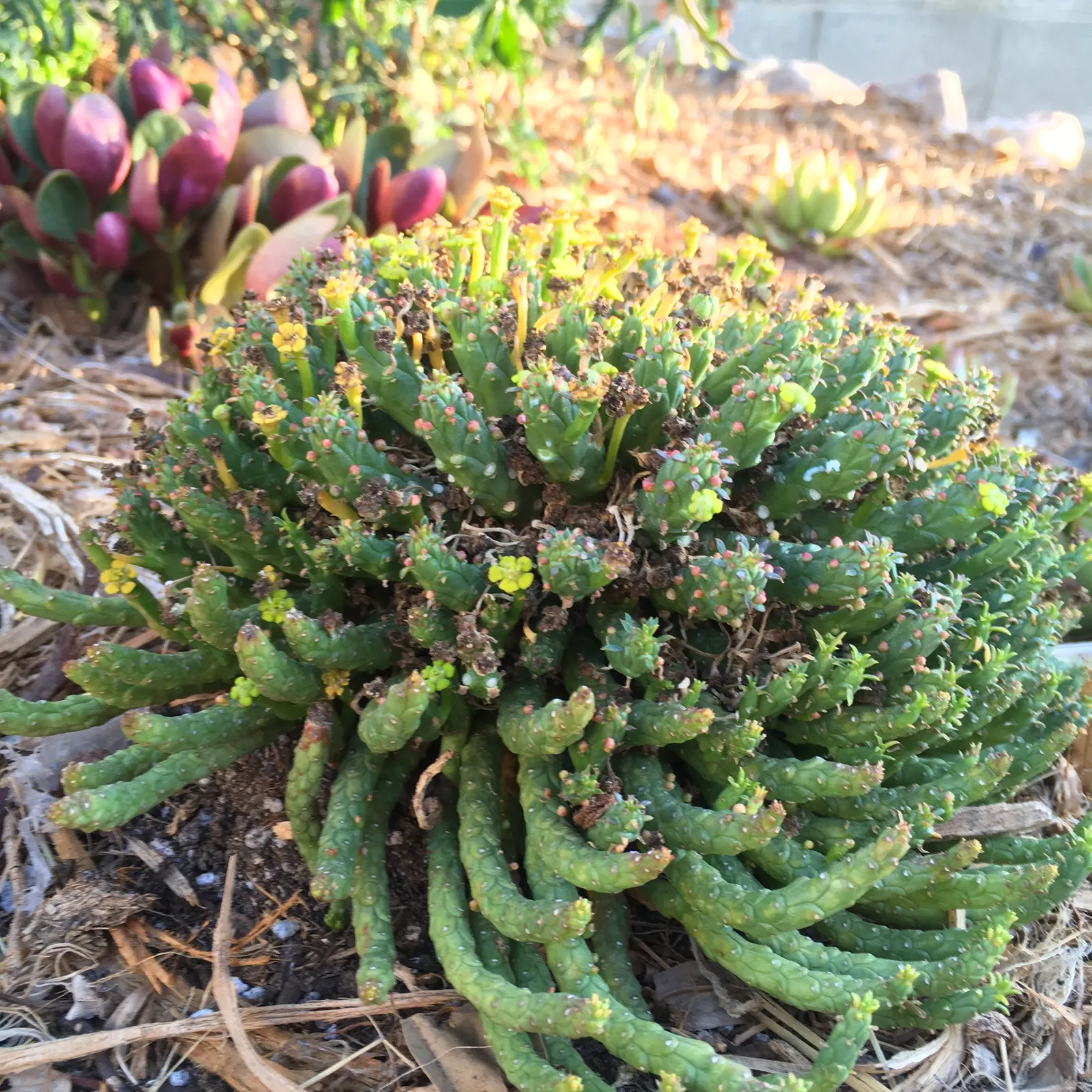 Medusa's Head (Euphorbia Flanaganii) — consider its drought tolerance and sculptural form