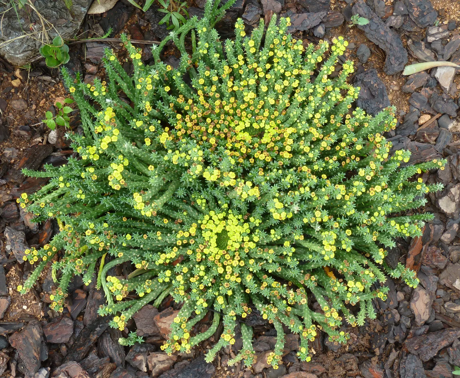 Medusa's Head (Euphorbia Flanaganii) — It is vital to note that the plant's sap is toxic and can cause skin irritation
