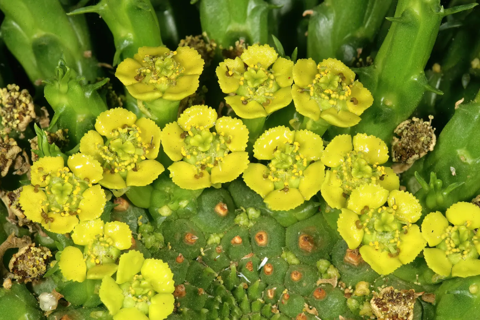 Medusa's Head (Euphorbia Flanaganii) — succulent for half