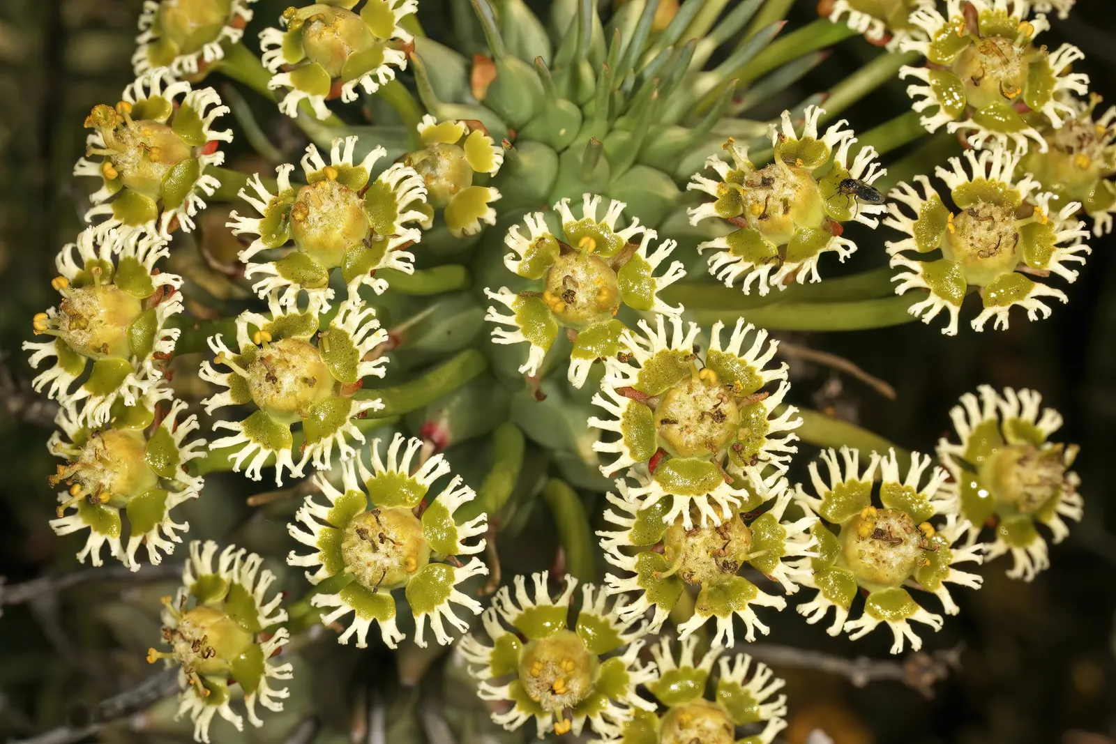 Medusa's Head (Euphorbia Flanaganii) — so gloves should be worn when handling it; reaching lengths of up to 18 inches