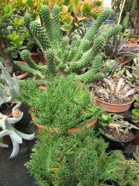 Medusa's Head (Euphorbia Flanaganii) — serpentine stems radiate from a central caudex; from which numerous slender