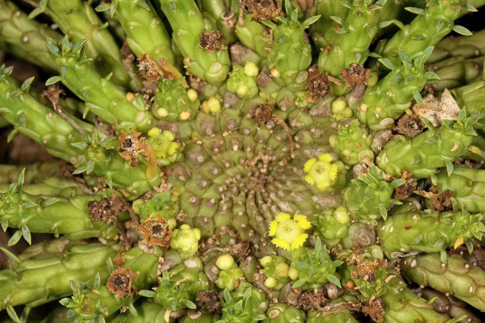 Medusa's Head (Euphorbia Flanaganii) — typically 2 to 4 inches in diameter; this perennial plant features a central, image 68