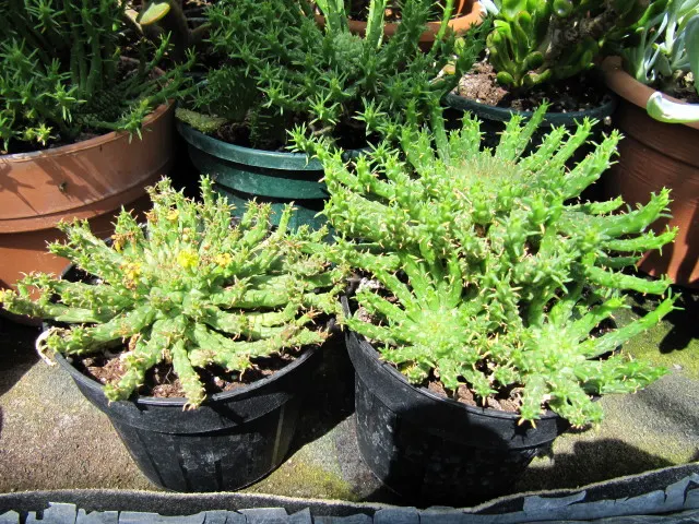 Medusa's Head (Euphorbia Flanaganii) — and can reach up to 12 inches across; with its striking form and ease of care