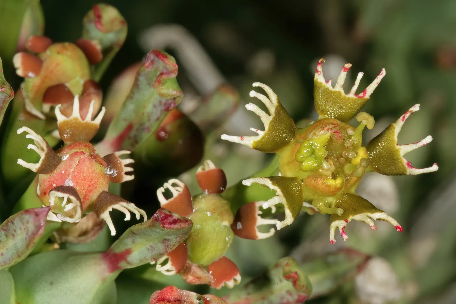 Medusa's Head (Euphorbia Flanaganii) — Small, yellowish-green cyathia flowers appear in spring