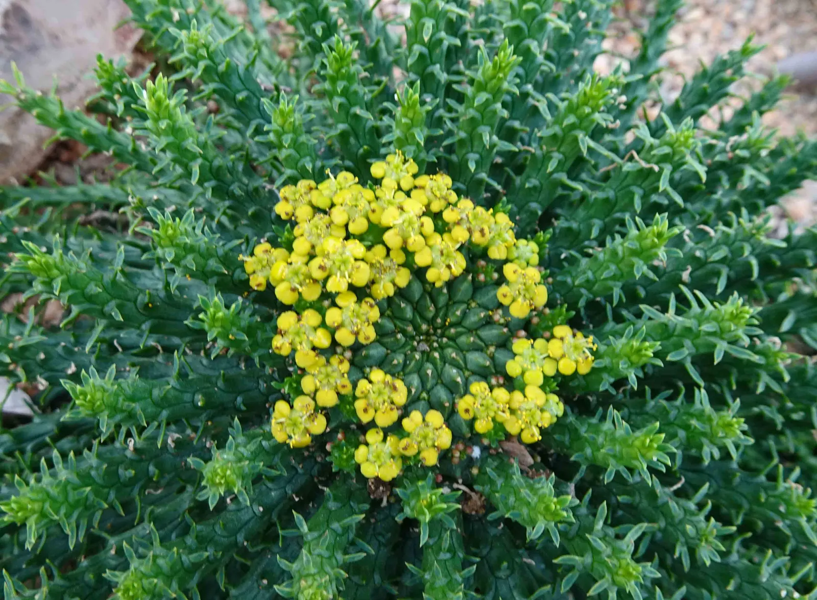 Medusa's Head (Euphorbia Flanaganii) — and it should be placed away from high-traffic areas; it is perfect for rock gardens