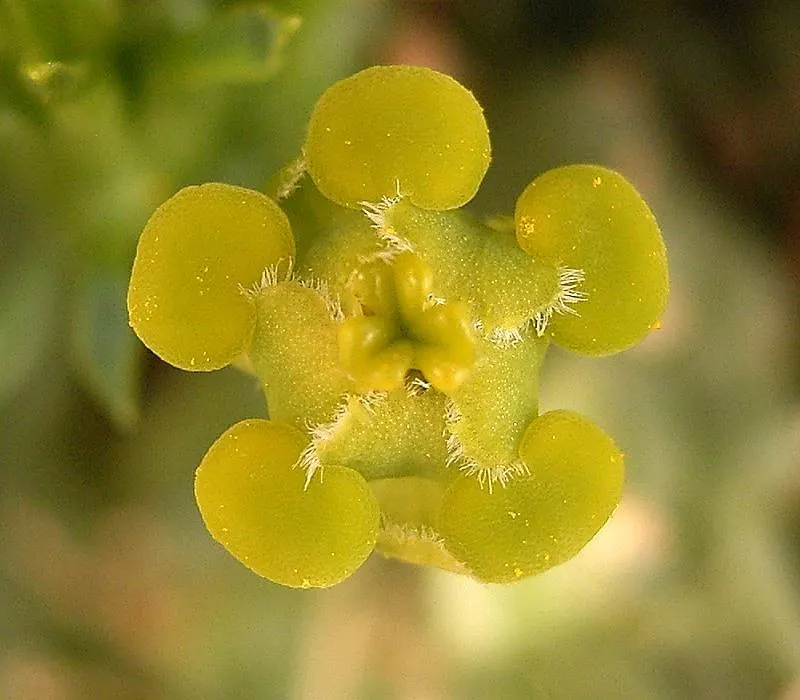Medusa's Head (Euphorbia Flanaganii) — consider its drought tolerance and sculptural form; medusa's Head is optimally suited for USDA hardiness zones 9 to 11