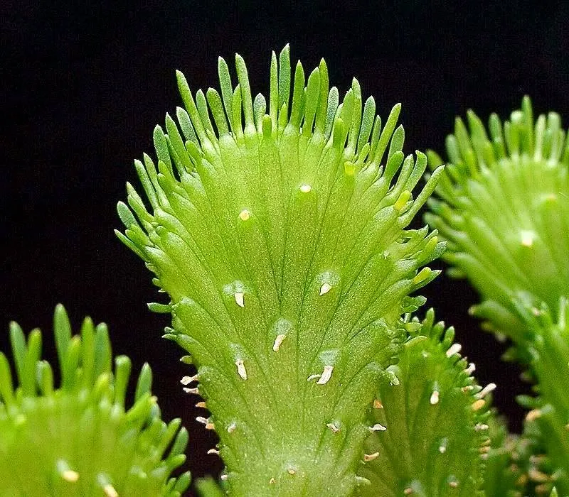 Medusa's Head (Euphorbia Flanaganii) — Medusa's Head is a bold addition that will enchant viewers and provide year-round interest in the garden