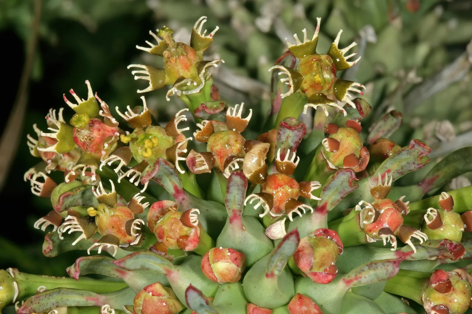 Medusa's Head (Euphorbia Flanaganii) — reaching lengths of up to 18 inches; euphorbia flanaganii, commonly known as Medusa's Head, is a unique evergreen