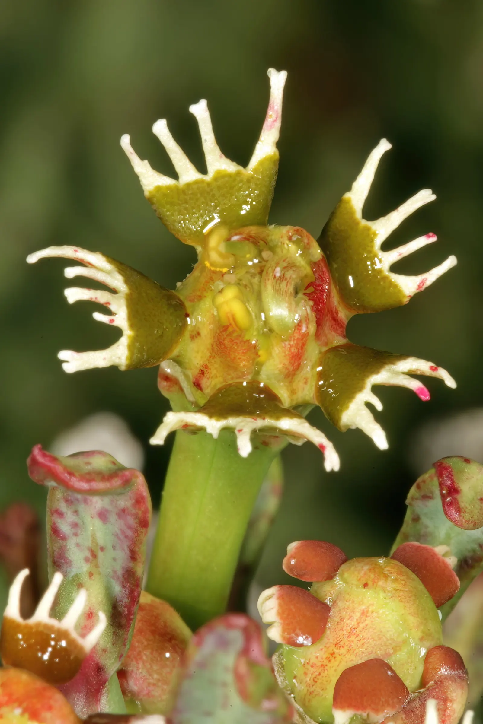 Medusa's Head (Euphorbia Flanaganii) — resembling the mythological Gorgon's hair; it may produce small greenish-yellow flowers at the tips of its, image 61