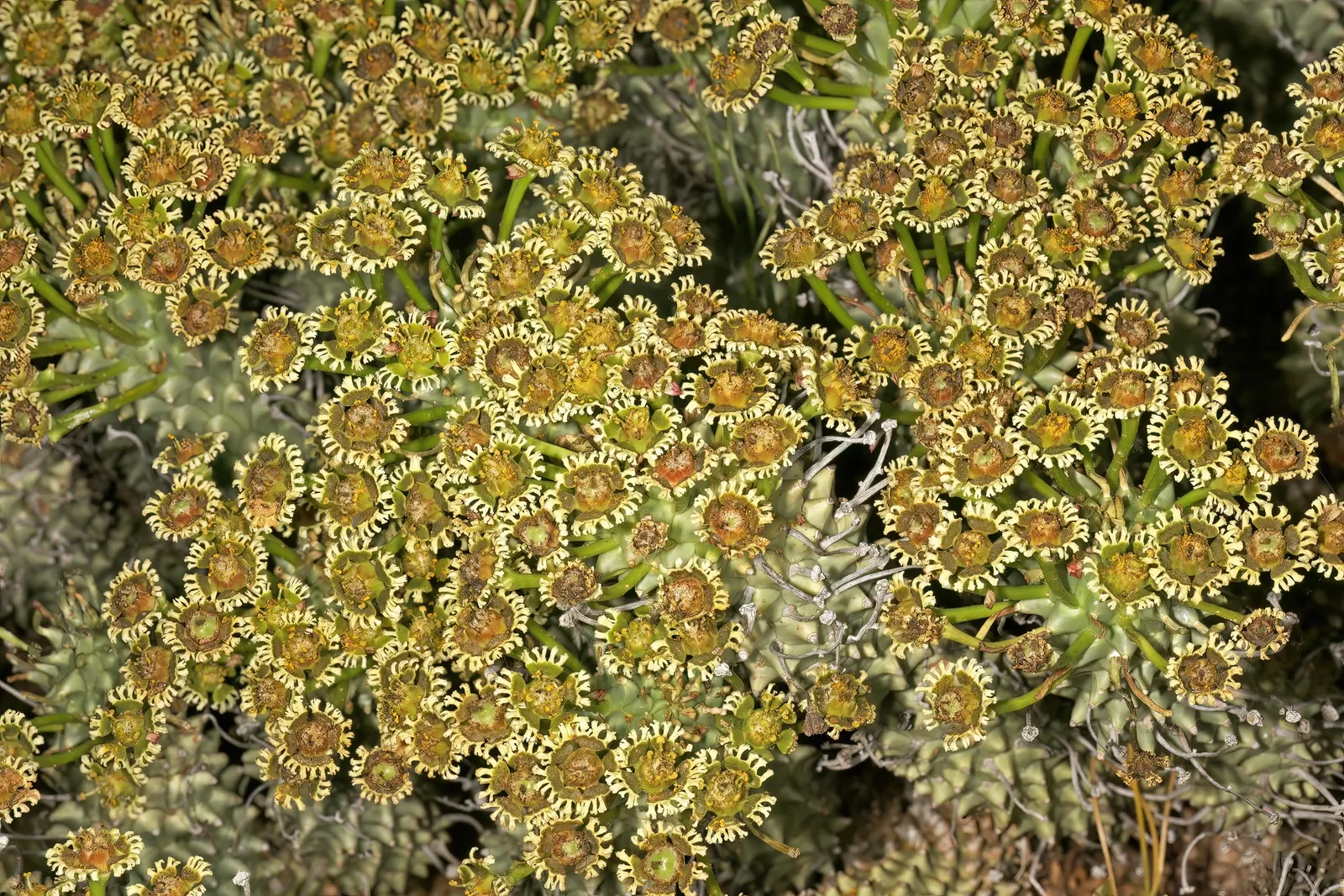 Medusa's Head (Euphorbia Flanaganii) — With its striking form and ease of care; yellow flowers in the garden