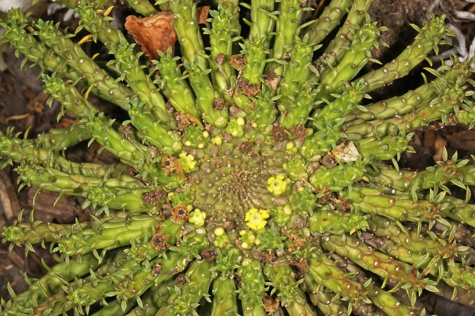 Medusa's Head (Euphorbia Flanaganii) — from which numerous slender; it requires a well-draining soil medium to prevent root rot and prefers sparse, image 69