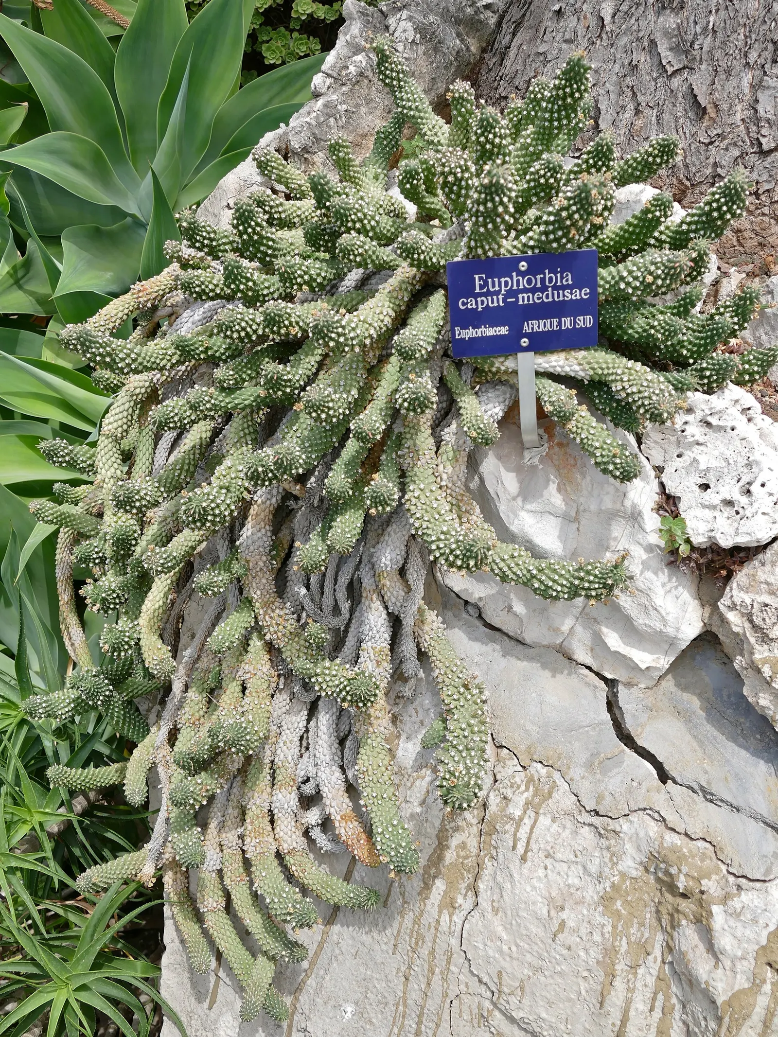 Medusa's Head (Euphorbia Flanaganii) — Thriving in USDA zones 9-11, it requires well-drained soil with full to partial sun exposure; typically 2 to 4 inches in