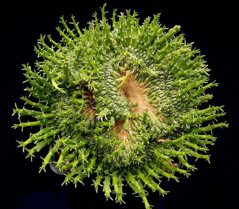 Medusa's Head (Euphorbia Flanaganii) — it may produce small greenish-yellow flowers at the tips of its arms; handle with care, as its sap can be irritating to