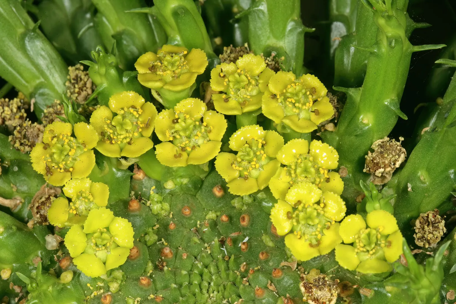 Medusa's Head (Euphorbia Flanaganii) — making it well-suited for xeriscaping or low-water gardens