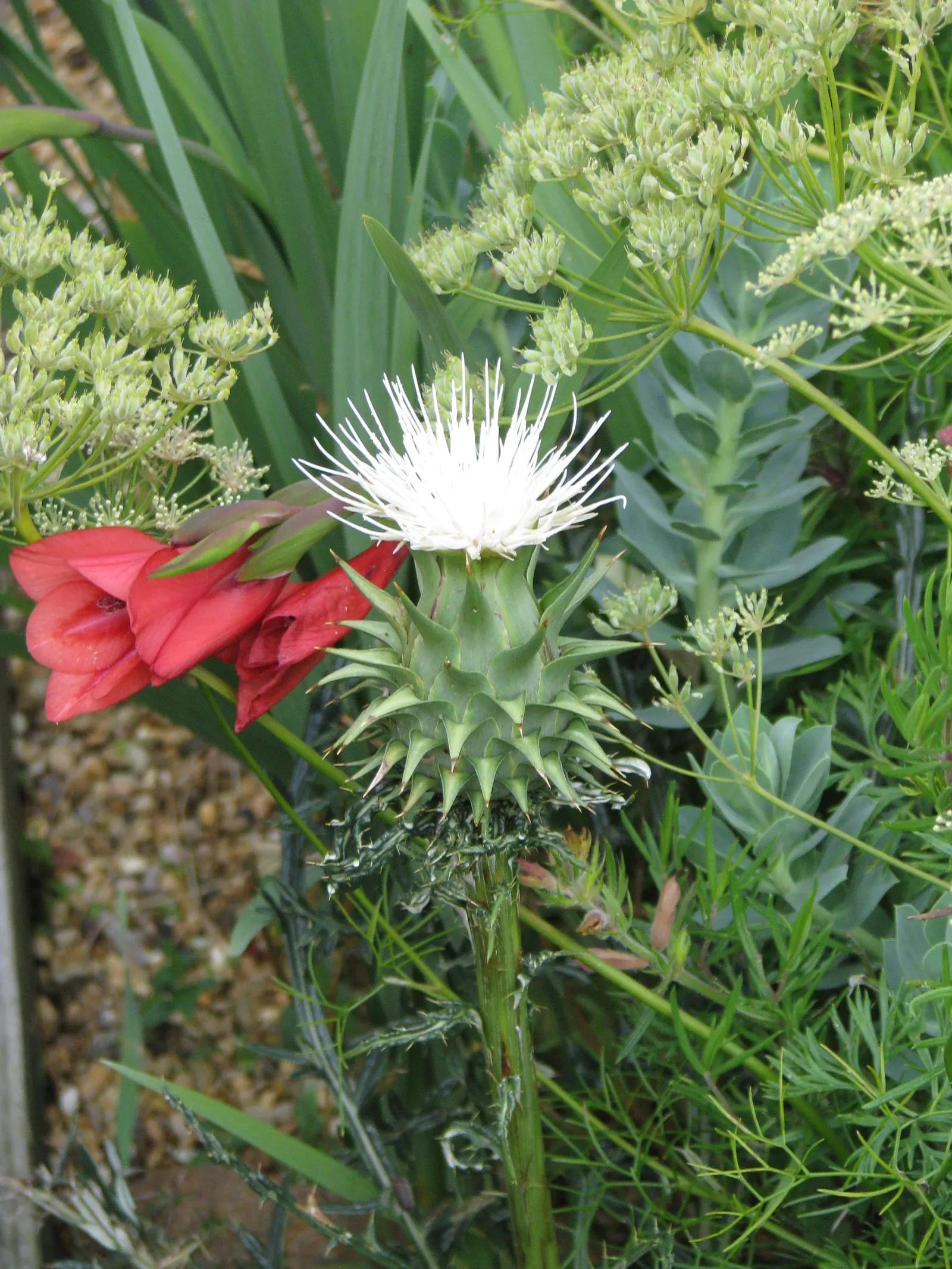 Medusa's Head (Euphorbia Flanaganii) — or as an individual focal point in a minimalist composition