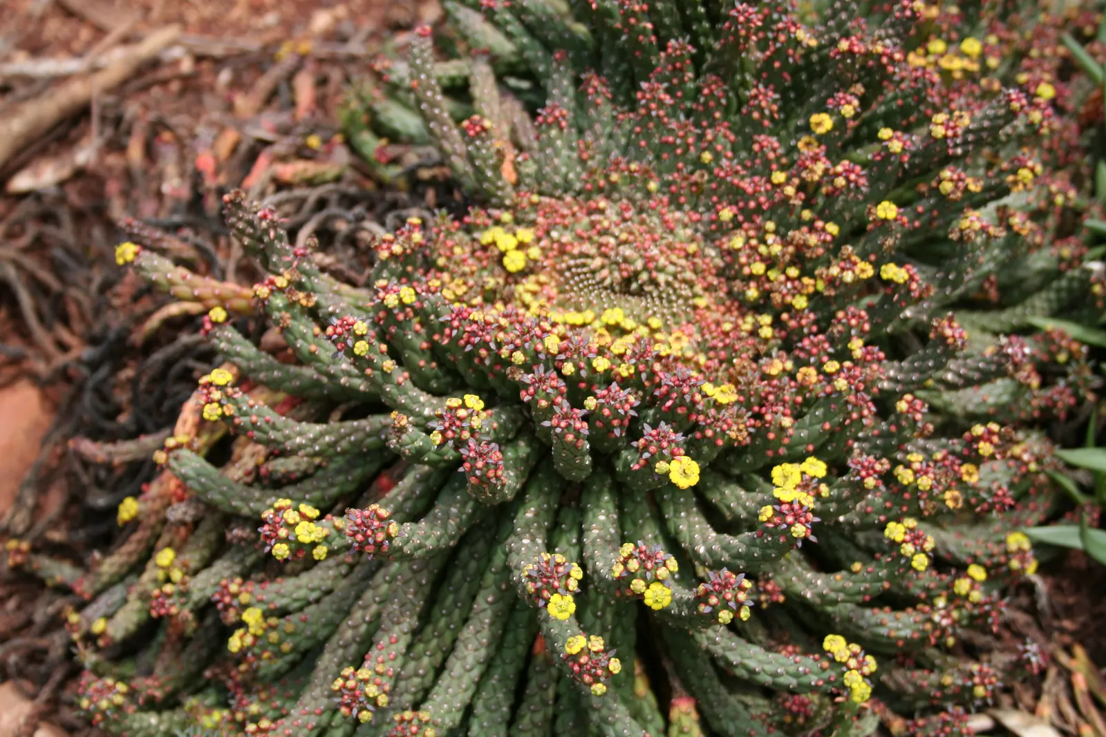 Medusa's Head (Euphorbia Flanaganii) — reaching lengths of up to 18 inches; euphorbia flanaganii, commonly known as Medusa's Head, is a unique, image 71