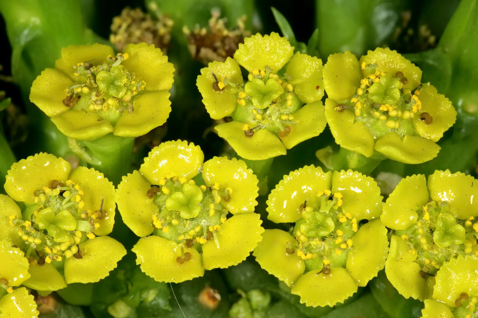 Medusa's Head (Euphorbia Flanaganii) — thriving best in full sun to partial shade, image 44