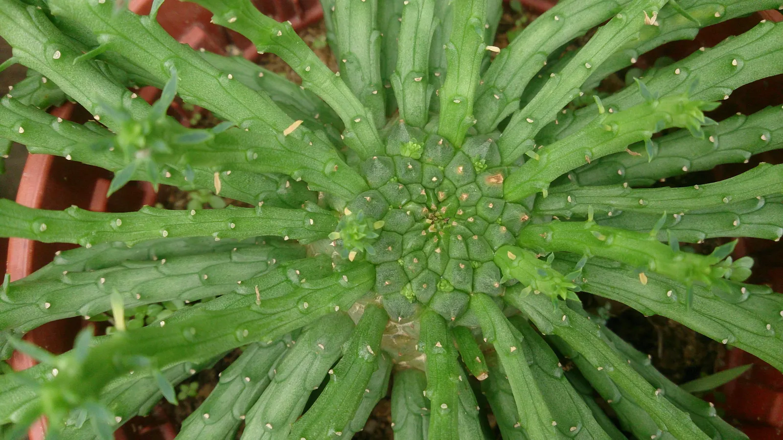 Medusa's Head (Euphorbia Flanaganii) — serpentine stems radiate from a central caudex; from which numerous slender, image 60